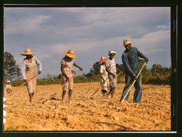 Cotton farmers